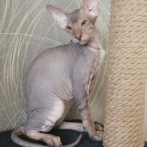 Michelle - Gatita Peterbald Hembra