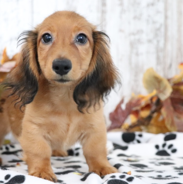 max teckel macho max teckel macho