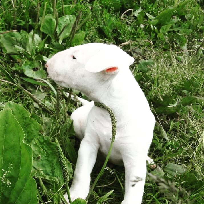 Sandi - Hembra Bull Terrier Estándar