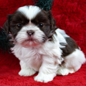 Frank - Shih Tzu Macho
