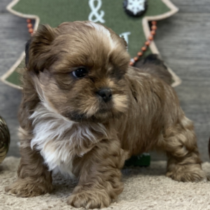 lionel shih tzu macho