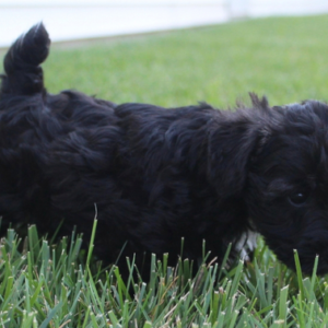 Nom - Schnoodle Macho