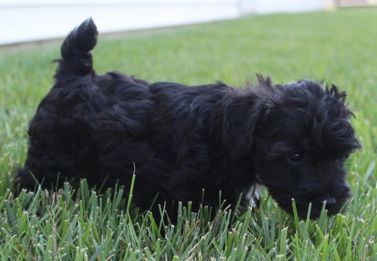 Nom - Schnoodle Macho