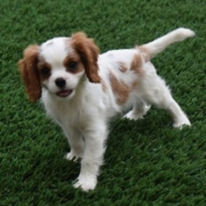 Reese - Cavalier King Charles Spaniel Macho