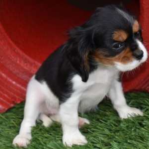 Abby - Cavalier King Charles Spaniel Hembra