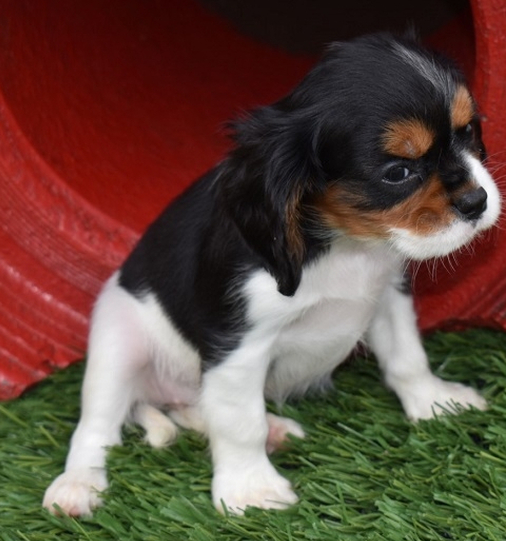 Abby - Cavalier King Charles Spaniel Hembra