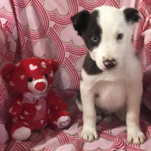 sam — border collie macho