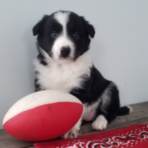Pahl — Border Collie Macho
