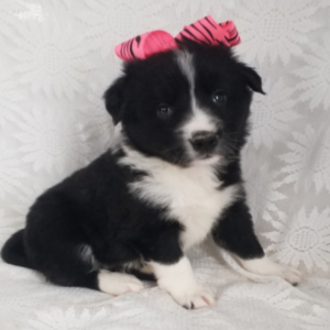 Cindy — Border Collie Hembra