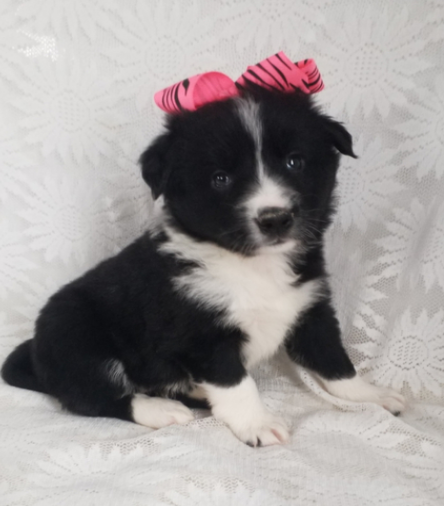 Cindy — Border Collie Hembra
