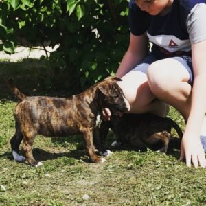 Kayla - Hembra Bull Terrier Miniatura