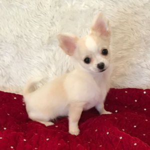 Sophie - Hembra Chihuahua