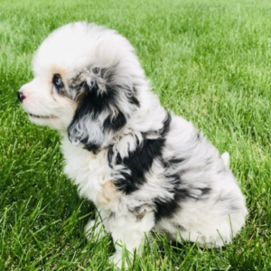 lilly hembra aussidoodle