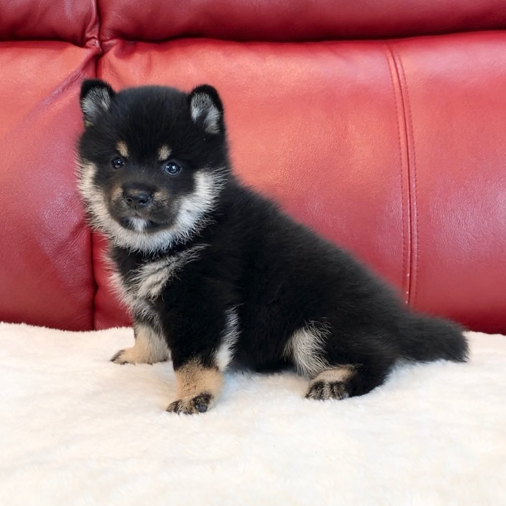 Larry - Shiba Inu Macho