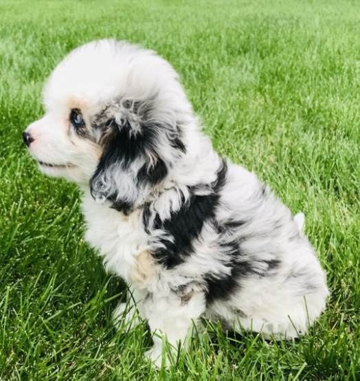 lilly hembra aussidoodle lilly hembra aussidoodle