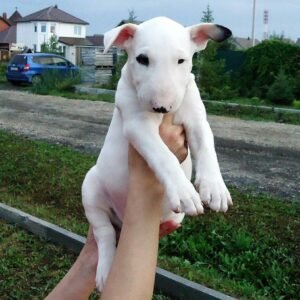 billy macho bull terrier estándar