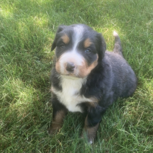 Charles - Perro de Montaña Bernés Macho