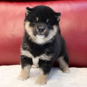mandy shiba inu hembra