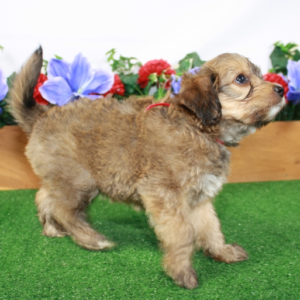 Ariel - Hembra Aussidoodle