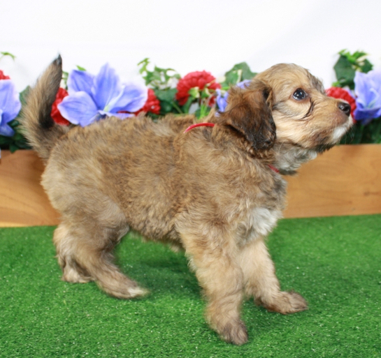 Ariel - Hembra Aussidoodle