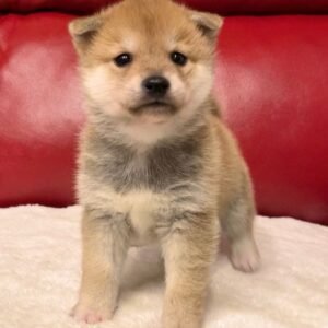 jabu shiba inu macho
