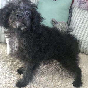 Haydon - Macho Aussidoodle