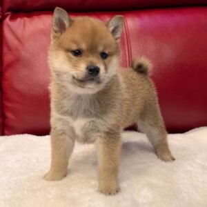 Boron - Shiba Inu Macho