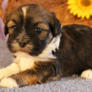 Poppy - Lhasa Apso Hembra