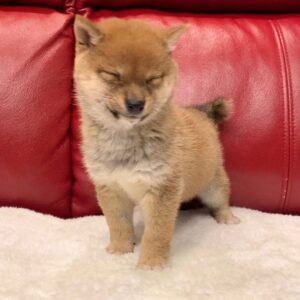 keila shiba inu hembra