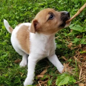 Bo - Jack Russell Terrier Macho