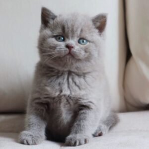 Molly - Gatita British Shorthair Hembra