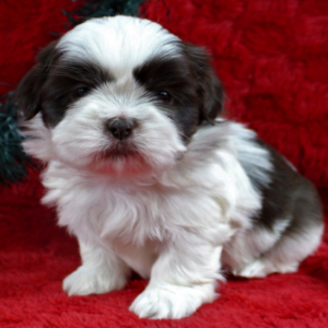 Ethan - Shih Tzu Macho