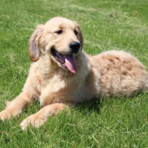 preston golden retriever macho