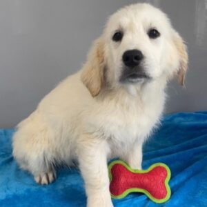 emmett golden retriever macho