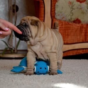 wendy shar pei hembra