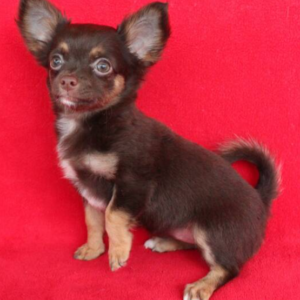 Darcy - Hembra Chihuahua