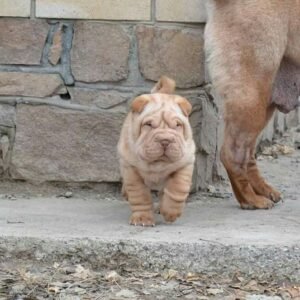 sophie shar pei hembra