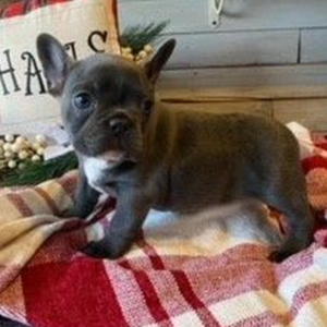 Saphire - Hembra Bulldog Francés