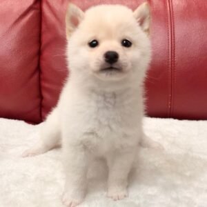 Leila - Shiba Inu Hembra