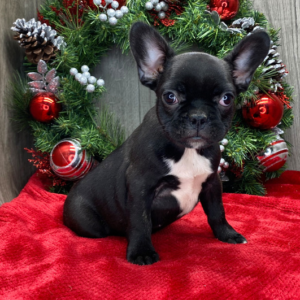 Jessica - Hembra Bulldog Francés