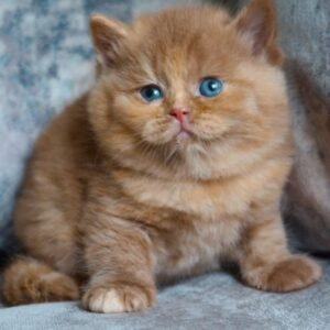 macie gatita british shorthair hembra