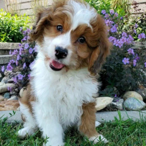 Razz - Macho Aussidoodle