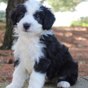 clyde macho aussidoodle