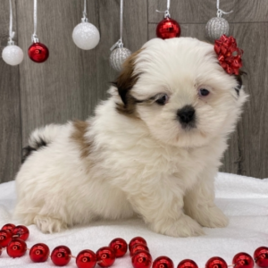 Carla - Shih Tzu Hembra
