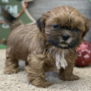Mia - Shih Tzu Hembra