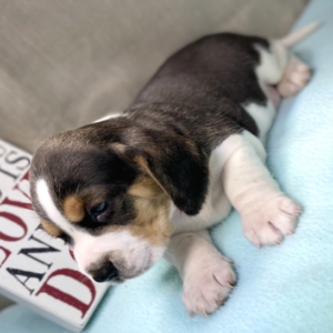 Kimba — Beagle Macho