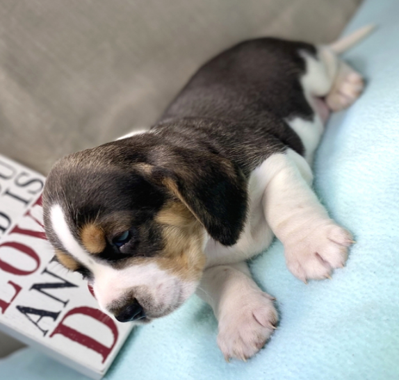 Kimba — Beagle Macho