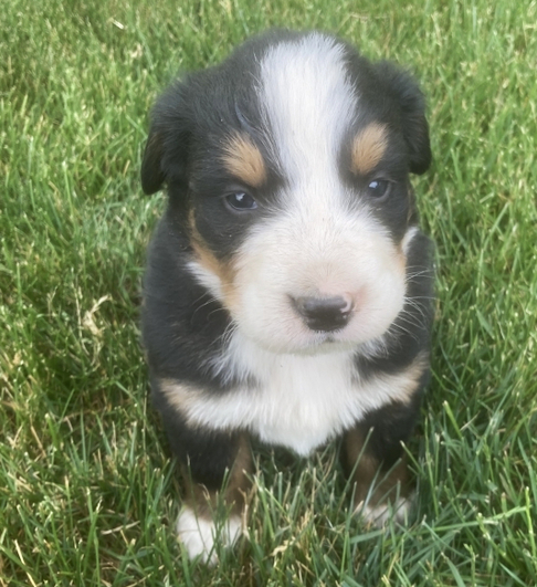 bailey macho perro de montaña de berna bailey macho perro de montaña de berna