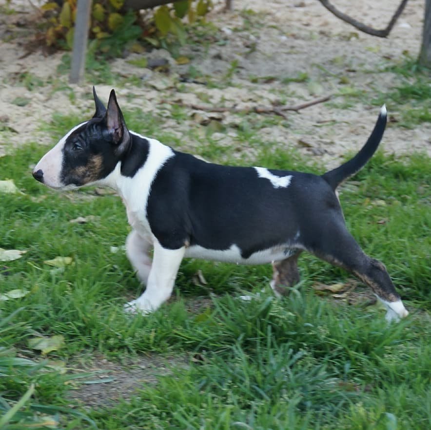 Cindy - Hembra Bull Terrier Miniatura