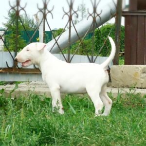 Pam - Hembra Bull Terrier Estándar